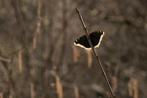 Camberwell beauty butterfly (Nymphalis antiopa) in woods in the Rhine gorge, Switzerland, europe, lepidoptera, insect, butterfly, cloak, morning, beauty, underside, camberwell, forest, antiopa, woodland, nymphalis, switzerland