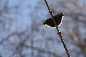 Camberwell beauty butterfly (Nymphalis antiopa) in woods in the Rhine gorge, Switzerland, europe, lepidoptera, insect, butterfly, cloak, morning, beauty, underside, camberwell, forest, antiopa, woodland, nymphalis, switzerland