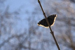 Camberwell beauty butterfly (Nymphalis antiopa) in woods in the Rhine gorge, Switzerland, europe, lepidoptera, insect, butterfly, cloak, morning, beauty, underside, camberwell, forest, antiopa, woodland, nymphalis, switzerland