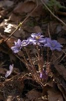 Anemone heptica; liverwort flowering in woods near Rhäzuns, Switzerland, purple, growth, blue, native, livertwort, flora, beautiful, nemorosa, wildflower, delicate, kidneywort, wild, woodland, liverwort, petals, spring, hepatica, stamens, outdoors, anemone, white, pollination, walenstadt, violet, reproduction, berschis, mauve, life