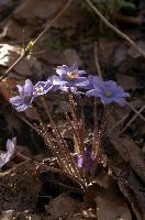 Anemone heptica; liverwort flowering in woods near Rhäzuns, Switzerland, purple, growth, blue, native, livertwort, flora, beautiful, nemorosa, wildflower, delicate, kidneywort, wild, woodland, liverwort, petals, spring, hepatica, stamens, outdoors, anemone, white, pollination, walenstadt, violet, reproduction, berschis, mauve, life