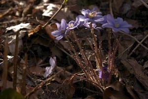Anemone hepatica, null