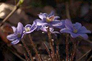 Anemone heptica; liverwort flowering in woods near Rhäzuns, Switzerland, purple, growth, blue, native, livertwort, flora, beautiful, nemorosa, wildflower, delicate, kidneywort, wild, woodland, liverwort, petals, spring, hepatica, stamens, outdoors, anemone, white, pollination, walenstadt, violet, reproduction, berschis, mauve, life