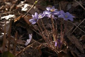 Anemone heptica; liverwort flowering in woods near Rhäzuns, Switzerland, purple, growth, blue, native, livertwort, flora, beautiful, nemorosa, wildflower, delicate, kidneywort, wild, woodland, liverwort, petals, spring, hepatica, stamens, outdoors, anemone, white, pollination, walenstadt, violet, reproduction, berschis, mauve, life
