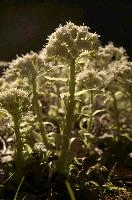 Common butterbur (Petasites hybridus) flowering in the Swiss Alps, Rhäzüns, green, translucent, forest, switzerland, flora, swiss, grisons, common, sunlight, rhäzüns, color, spring, native, butterbur, petasites, woolly, botany, nature, woodland, alps, natural, wildflower, alpine, mountains, wild, face, hybridus, white