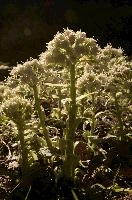 Common butterbur (Petasites hybridus) flowering in the Swiss Alps, Rhäzüns, green, translucent, forest, switzerland, flora, swiss, grisons, common, sunlight, rhäzüns, color, spring, native, butterbur, petasites, woolly, botany, nature, woodland, alps, natural, wildflower, alpine, mountains, wild, face, hybridus, white