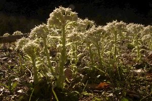 Common butterbur (Petasites hybridus) flowering in the Swiss Alps, Rhäzüns, green, translucent, forest, switzerland, flora, swiss, grisons, common, sunlight, rhäzüns, color, spring, native, butterbur, petasites, woolly, botany, nature, woodland, alps, natural, wildflower, alpine, mountains, wild, face, hybridus, white
