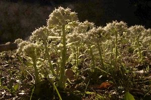 Common butterbur (Petasites hybridus) flowering in the Swiss Alps, Rhäzüns, green, translucent, forest, switzerland, flora, swiss, grisons, common, sunlight, rhäzüns, color, spring, native, butterbur, petasites, woolly, botany, nature, woodland, alps, natural, wildflower, alpine, mountains, wild, face, hybridus, white