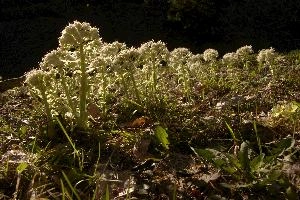 Common butterbur (Petasites hybridus) flowering in the Swiss Alps, Rhäzüns, green, translucent, forest, switzerland, flora, swiss, grisons, common, sunlight, rhäzüns, color, spring, native, butterbur, petasites, woolly, botany, nature, woodland, alps, natural, wildflower, alpine, mountains, wild, face, hybridus, white