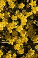 Dionysia iranica, a spreading plant flowering in a Swiss garden near Bonaduz, ornamental, spreading, yellow, flower, garden, europe, switzerland, bonaduz, primulaceae, petals, iranica, dense, dionysia, bright