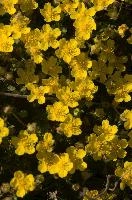 Potentilla flowers in the Swiss Rhine gorge, creeping, flower, yellow, potentilla, flora, switzerland, mountains, flower, alps, bright, europe, spring