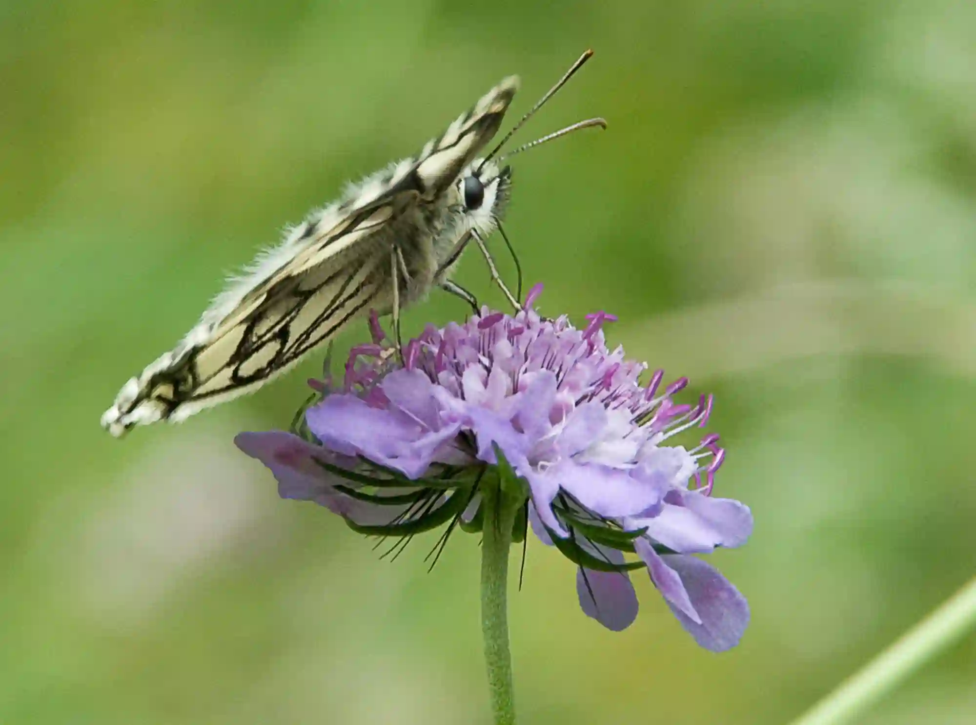 Marbled white butterfly (Melanargia galathea) visiting Scabious flower, animal, arthropod, insect, lepidoptera, flower, scabious, meadow, nedtar, pollination, feeding, proboscis