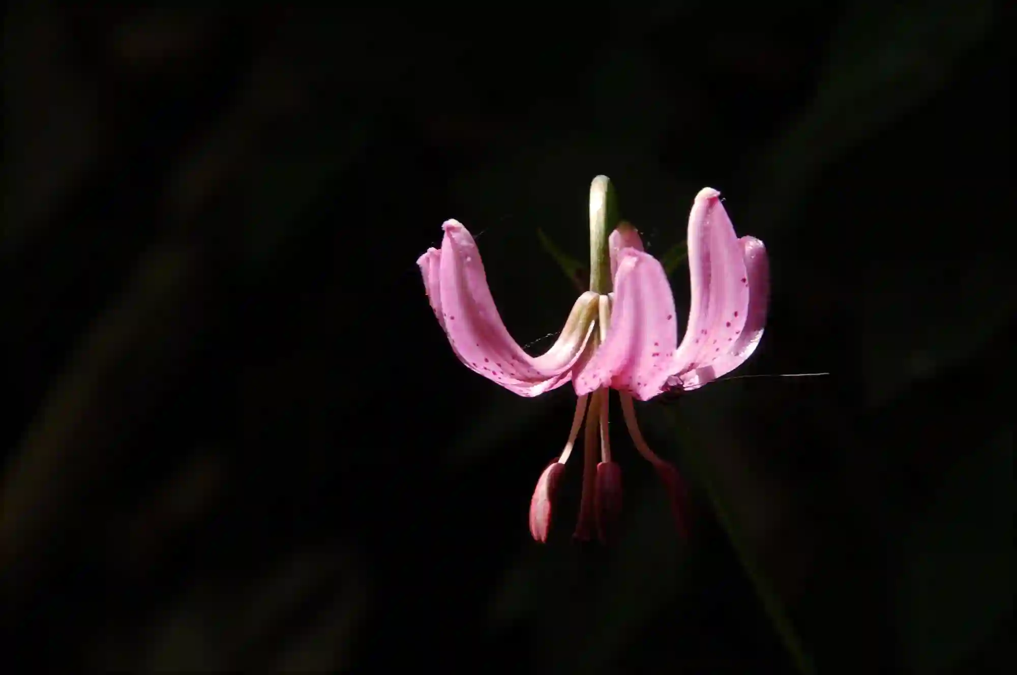 Turkish Sash lily isolated in sunlight against dark, woodland background, europe, switzerland, sankt, gallen, sargans, gonzen, wood, turkish, sash, lily, flower, backlight
