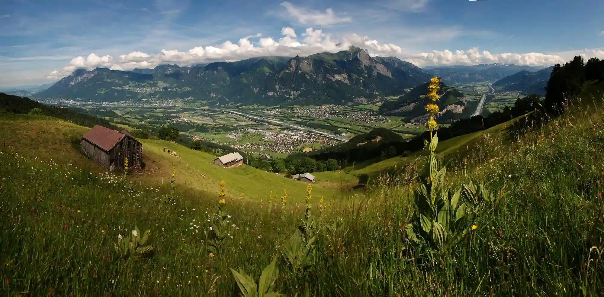 View into the Rhine valley from the Gonzen, Swiss Alps, showing yellow Gentian in foreground, europe, switzerland, sankt, gallen, sargans, gonzen, meadow, valley, rhine, yellow, gentian, river, agriculture, barn, outdoors, summer