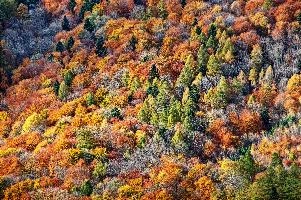Autumn colours of mixed woodland in the Swiss Alps, europe, switzerland, sankt, gallen, sargans, autumn, foliage, colours, trees, forest, leaves, russet