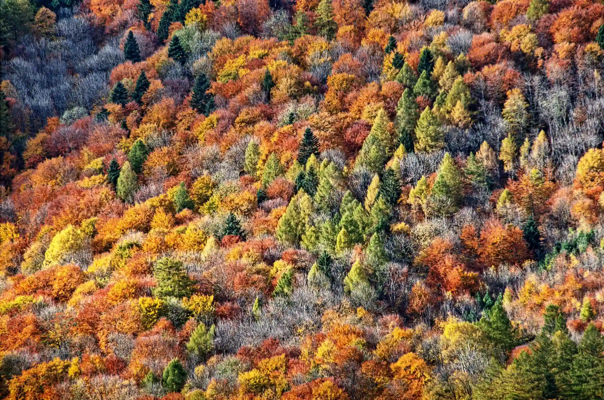 Autumn colours of mixed woodland in the Swiss Alps, europe, switzerland, sankt, gallen, sargans, autumn, foliage, colours, trees, forest, leaves, russet