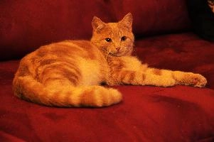 Belis the Cat, animal, feline, furry, cuddly, ginger, marmelade, tomcat, belis, lying, sofa