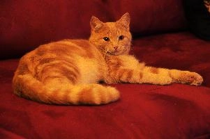Belis the Cat, animal, feline, furry, cuddly, ginger, marmelade, tomcat, belis, lying, sofa