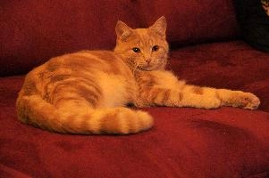 Belis the Cat, animal, feline, furry, cuddly, ginger, marmelade, tomcat, belis, lying, sofa