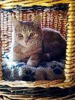 Belis the Cat, animal, feline, furry, cuddly, ginger, marmelade, tomcat, belis, lying, eyes, amber, basket
