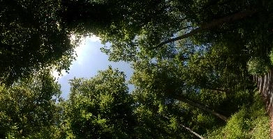 Canopy.jpg