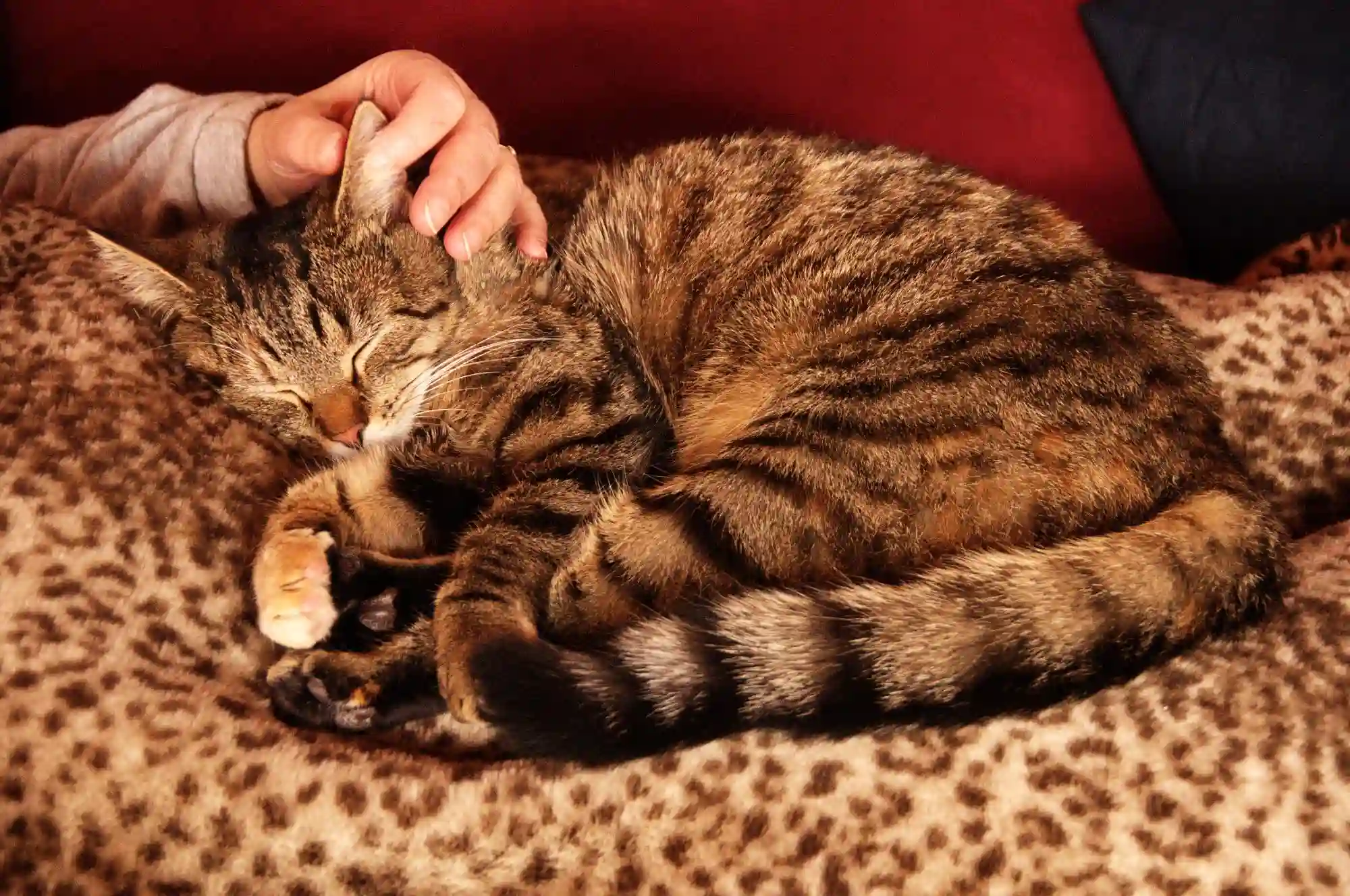 Tabby cat sleeping on woman's lap, null