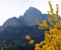 ForsythiaGonzen2.jpg