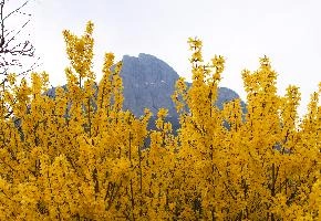 ForsythiaGonzen.jpg