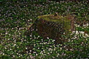 Oxalis.jpg