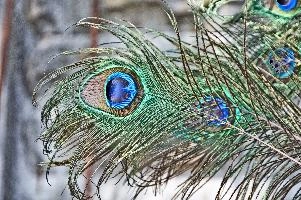 Pfau.jpg