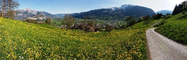 PizolAndLotsOfDandelions.jpg