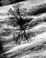 WinterTree_mono.jpg