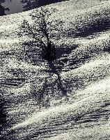 WinterTree_split.jpg