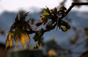 acer.jpg