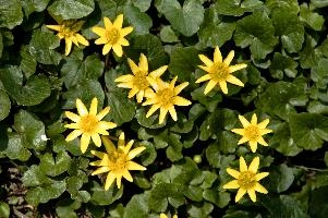 celandines.jpg
