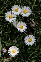 daisies.jpg