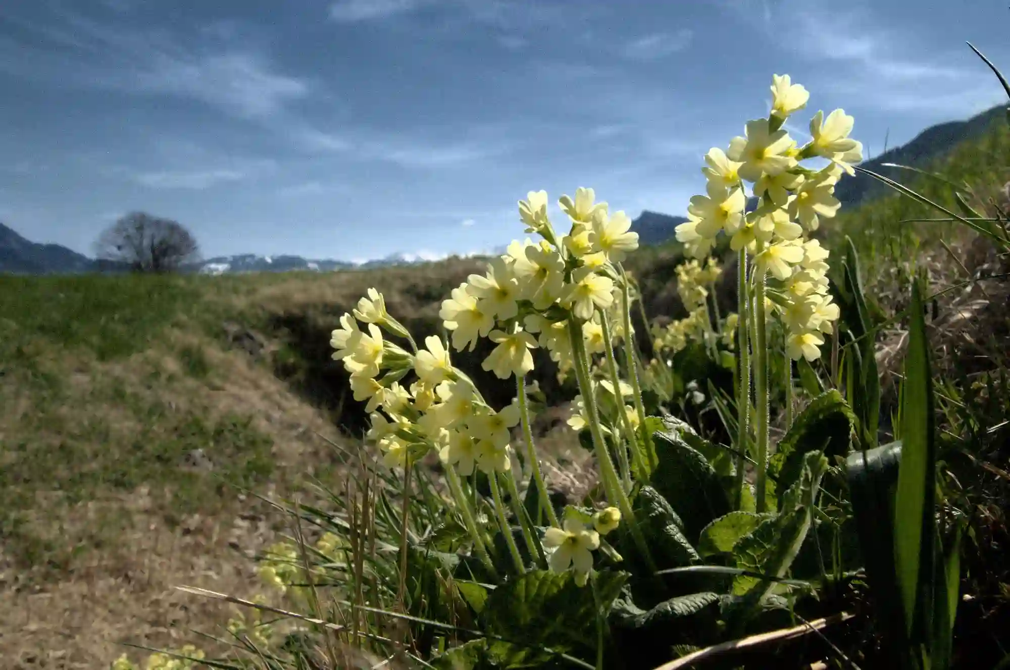 Oxlip, primula, pasture, meadow, switzerland, yellow, flower, flora, oxlip, grazing, walenstadt, cream, elatior, sunshine, rural, spring, bright, pale, native, field, swiss, ditch, countryside, wildflower, wild