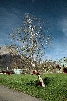Birch, alps, meadow, foliage, spring, countryside, tree, sargans, betula, schweiz, scenery, birch, pendula, sunshine, blue sky, field, catkins, growth, frsh, outdoors