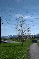 Birch, alps, spring, tree, sargans, schweiz, birch