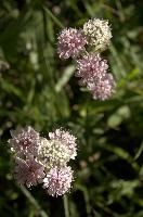 Astrantia, astrantia, flora, flower, masterwort, wild, gfreat, switzerland, pink, europe, wildflower, major, natural, white, beauty, summer, outdoors, native, alpine, perennial, plant, stamens, purple