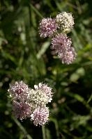 Astrantia, astrantia, flora, flower, masterwort, wild, gfreat, switzerland, pink, europe, wildflower, major, natural, white, beauty, summer, outdoors, native, alpine, perennial, plant, stamens, purple