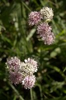 Astrantia, astrantia, flora, flower, masterwort, wild, gfreat, switzerland, pink, europe, wildflower, major, natural, white, beauty, summer, outdoors, native, alpine, perennial, plant, stamens, purple