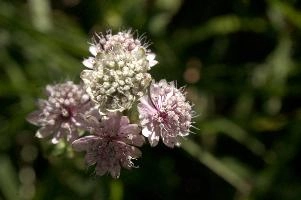 Astrantia, astrantia, flora, flower, masterwort, wild, gfreat, switzerland, pink, europe, wildflower, major, natural, white, beauty, summer, outdoors, native, alpine, perennial, plant, stamens, purple