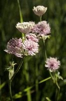 Astrantia, astrantia, flora, flower, masterwort, wild, gfreat, switzerland, pink, europe, wildflower, major, natural, white, beauty, summer, outdoors, native, alpine, perennial, plant, stamens, purple