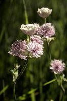 Astrantia, astrantia, flora, flower, masterwort, wild, gfreat, switzerland, pink, europe, wildflower, major, natural, white, beauty, summer, outdoors, native, alpine, perennial, plant, stamens, purple