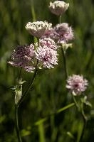 Astrantia, astrantia, flora, flower, masterwort, wild, gfreat, switzerland, pink, europe, wildflower, major, natural, white, beauty, summer, outdoors, native, alpine, perennial, plant, stamens, purple