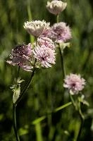 Astrantia, astrantia, flora, flower, masterwort, wild, gfreat, switzerland, pink, europe, wildflower, major, natural, white, beauty, summer, outdoors, native, alpine, perennial, plant, stamens, purple