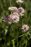 Astrantia, astrantia, flora, flower, masterwort, wild, gfreat, switzerland, pink, europe, wildflower, major, natural, white, beauty, summer, outdoors, native, alpine, perennial, plant, stamens, purple
