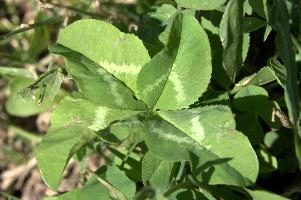 4-leaved clover on Gonzen, null