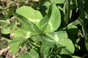 4-leaved clover, null